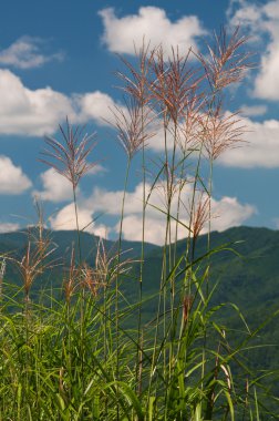 satır yeşil büyüyen bir alan üzerinde kırpma.