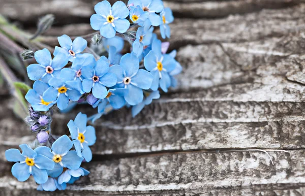 Bunch of blue forget me not flower — Stock Photo, Image