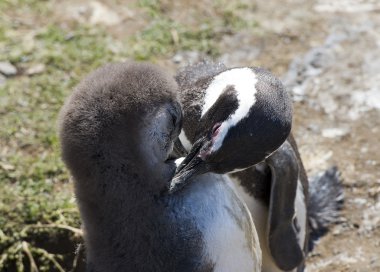 Penguenler