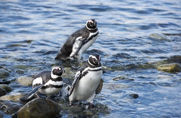 Penguenler — Stok fotoğraf