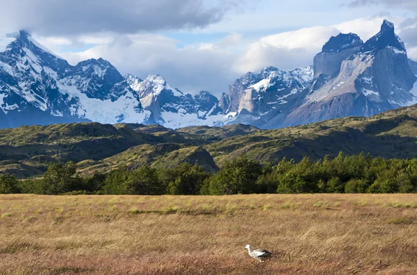 Nationaal park Torres del Paine — Stockfoto