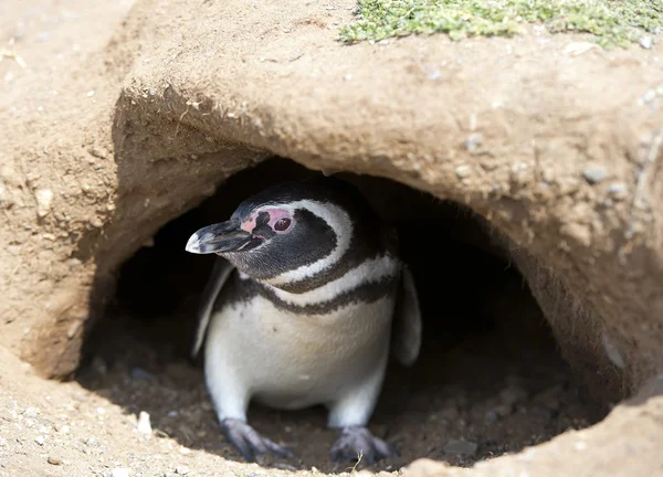 Pingwin w jego nory — Zdjęcie stockowe
