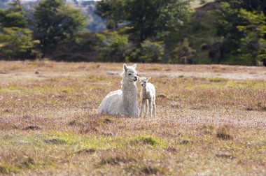 White domestic llama and his cute cria clipart