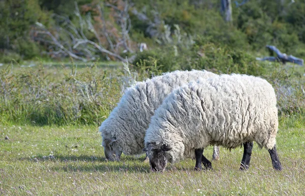 メリノ羊 — ストック写真