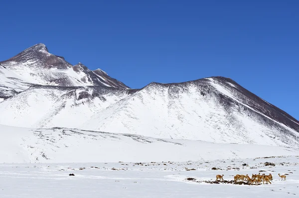 阿塔卡马沙漠雪下 — 图库照片