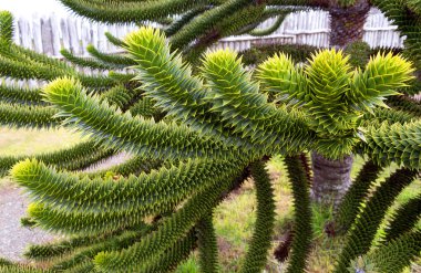 Araucaria, national tree of Chile clipart
