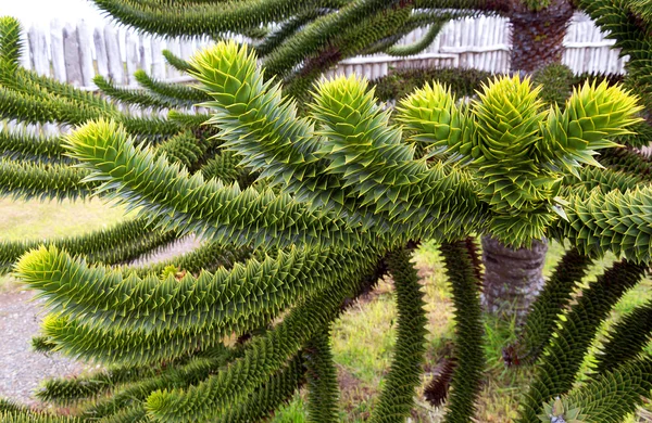 Araukaria, Nationalbaum von Chili — Stockfoto