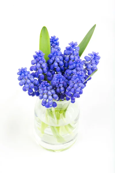Flower of grape hyacinths in vase — Stock Photo, Image
