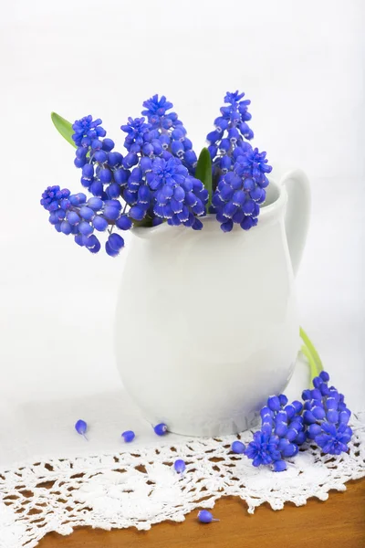 Flower of grape hyacinths in ceramic vase on the white lace background. — Stock Photo, Image
