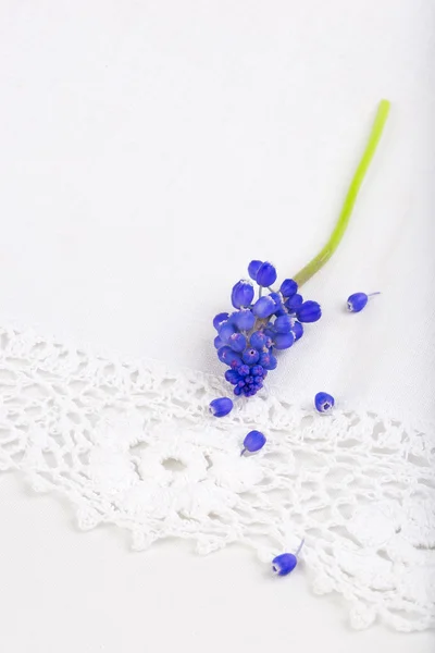 Flor de jacintos de uva no fundo do laço branco . — Fotografia de Stock