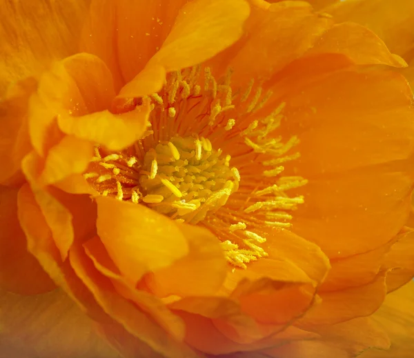 Orange globeflower — Stock Photo, Image