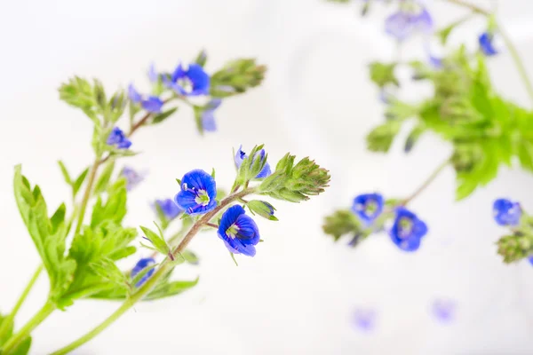 Verónica flor — Foto de Stock