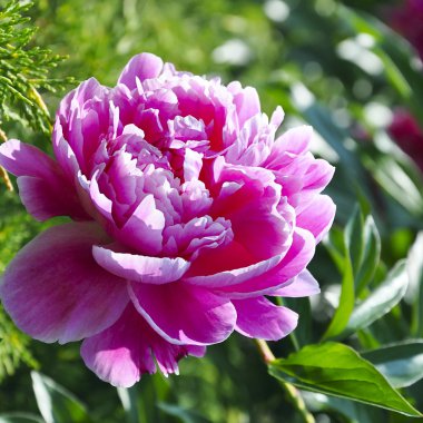 Pembe şakayık çiçeği