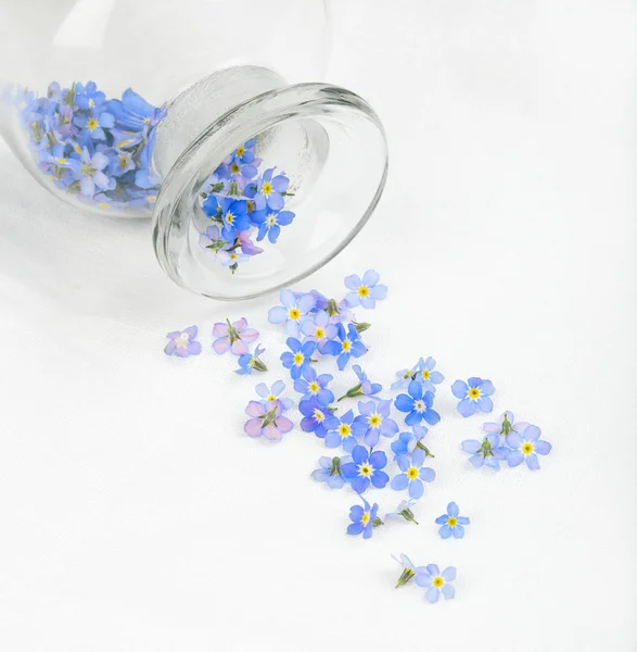 Veronica flower scattered on white tablecloth — Stock Photo, Image