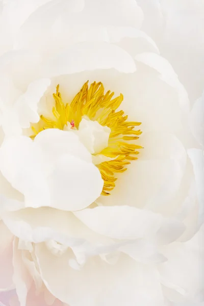 Біла півонія квітка — стокове фото