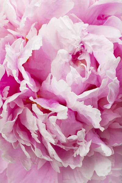 Fleur pivoine rose — Photo