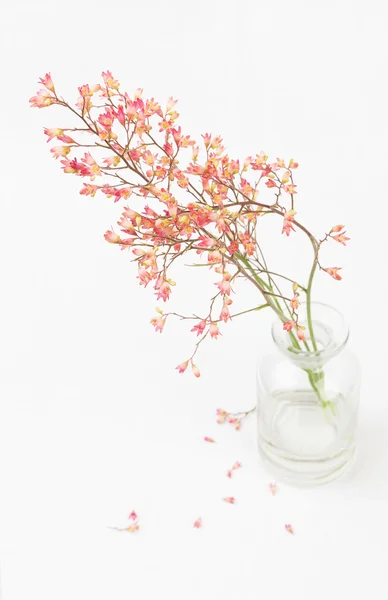 Fiore di euchera rosa in un vaso — Foto Stock