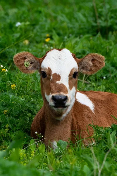 Mignon Pâturage Veau Dans Une Prairie Haute Altitude Pâturage Gratuit — Photo