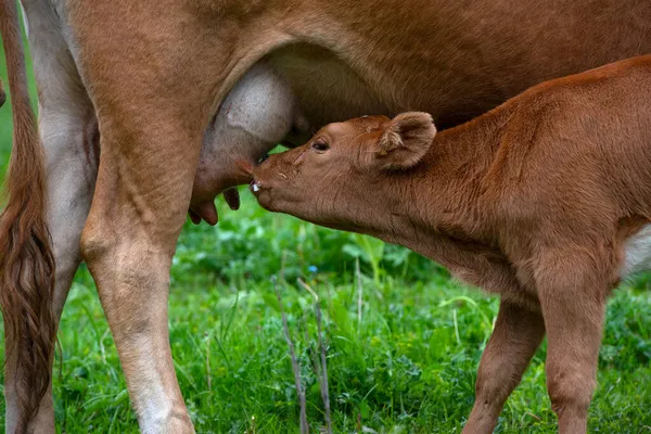 Free Grazing Cow Cute Calf Grazing High Altitude Meadow — Stock Photo, Image