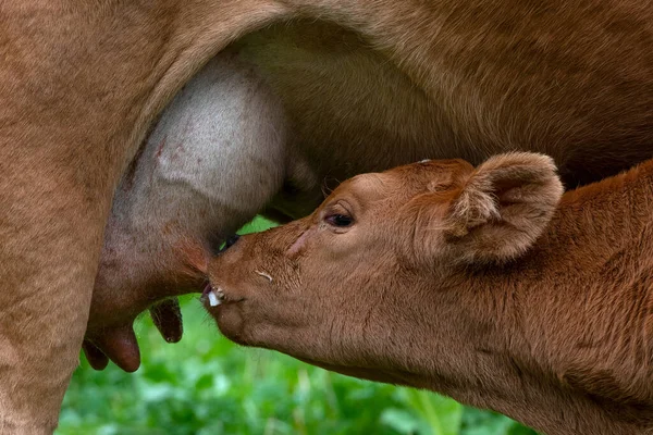 Pâturage Gratuit Vache Veau Mignon Paissent Dans Une Prairie Haute Images De Stock Libres De Droits