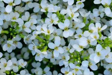 Doğal arka plan küçük beyaz çiçekler. Seçmeli odak.