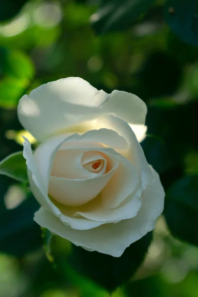 Ένα Μπουμπούκι Από Ένα Λευκό Τριαντάφυλλο Που Δεν Έχει Ανθίσει — Φωτογραφία Αρχείου