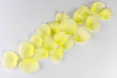 Beyaz arka planda sarı gül yaprakları. Düz yatıyordu.