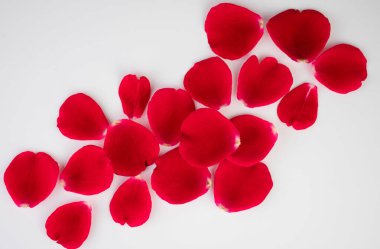 Beyaz bir arka planda kırmızı bir gülün yaprakları..