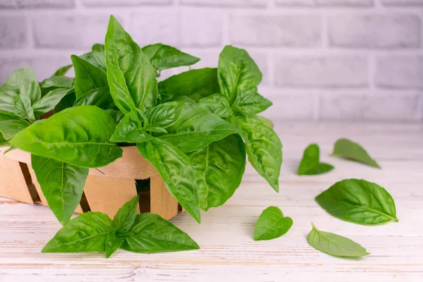 Fresh Basil Basket White Background — Stok Foto