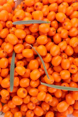 Sea buckthorn berries.Background from fresh sea buckthorn berries.