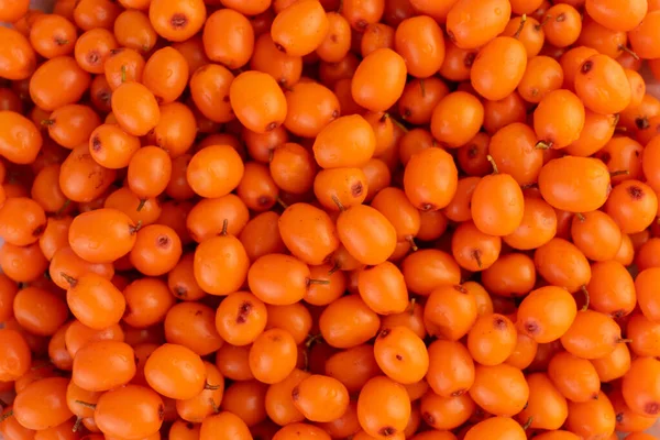 Sea buckthorn berries.Background from fresh sea buckthorn berries.