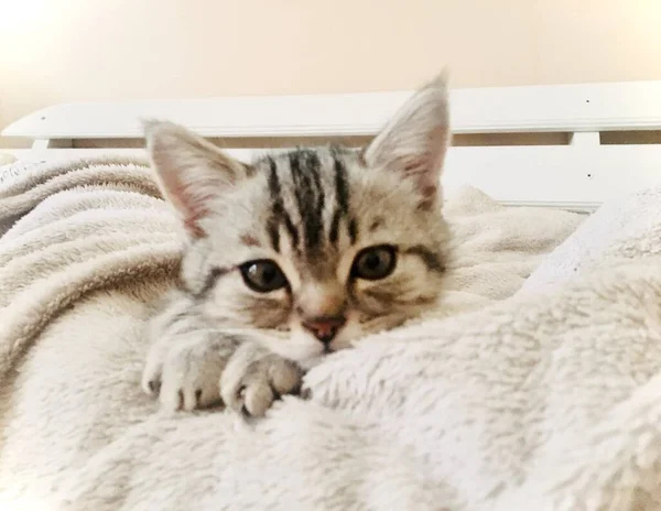 Gatinho Mármore Direto Escocês — Fotografia de Stock