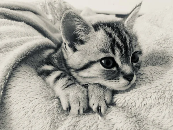 苏格兰直的大理石小猫 — 图库照片