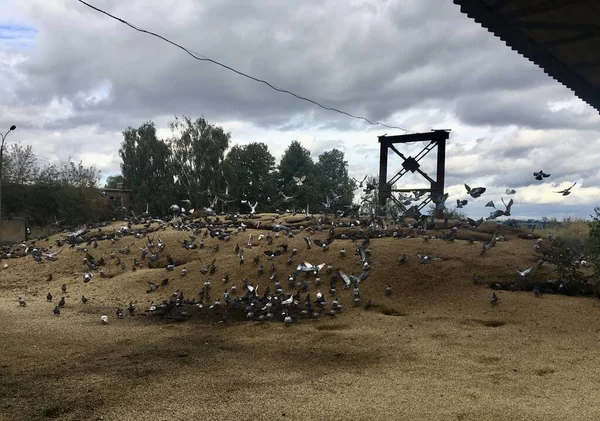 Abfälle Der Dritten Kategorie Einer Getreideverarbeitungsanlage Sind Ein Hervorragendes Futter — Stockfoto