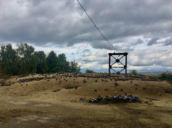 Waste Third Category Grain Processing Plant Excellent Feed Birds — Fotografia de Stock
