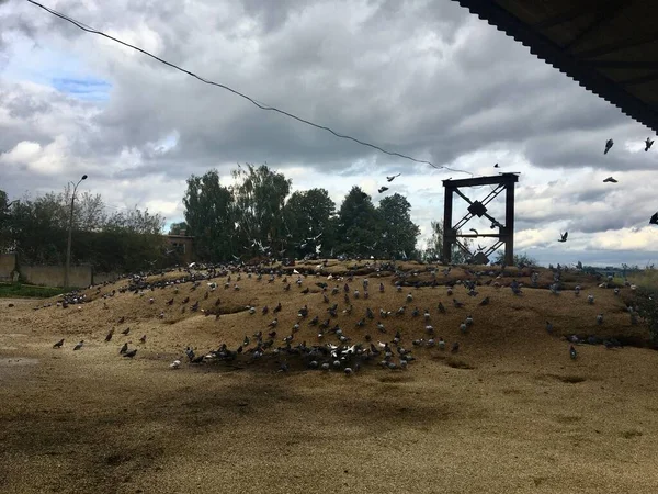 Waste Third Category Grain Processing Plant Excellent Feed Birds — Fotografia de Stock