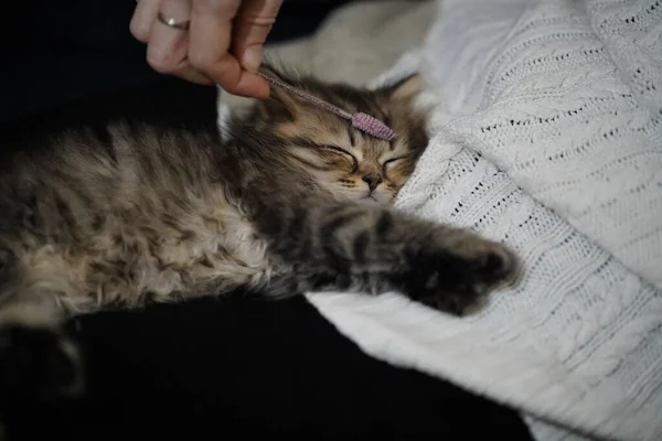 Skoç Uzun Saçlı Kedi Yavrusu Highland Evinde Insan Eliyle Kanepede — Stok fotoğraf