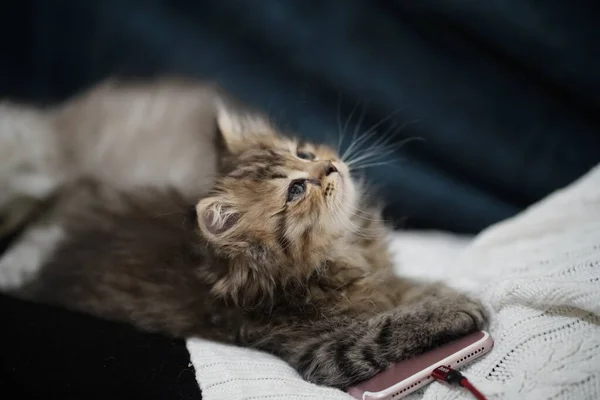 Gatinho Escocês Cabelo Comprido Highland Casa Dormindo Ternamente Sofá Com — Fotografia de Stock