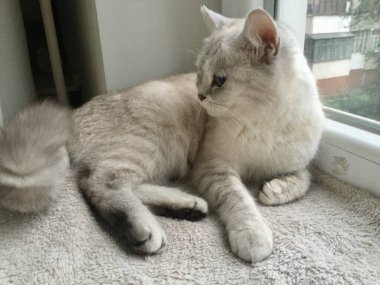 Beyaz İskoç heteroseksüel kedi Gümüş çinçilya