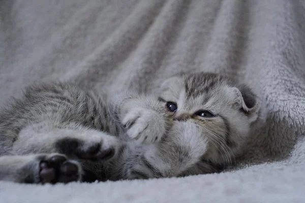 Scottish Fold Tiger Tabby Kitten Mit Einem Sehr Süßen Gesicht — Stockfoto