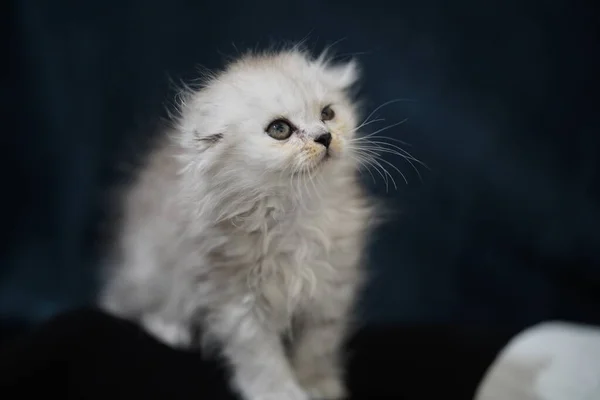 White Scottish Fold Kitten Highland — Stock Photo, Image