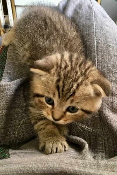 Scottish Φορές Τίγρης Tabby Γατάκι Ένα Πολύ Χαριτωμένο Πρόσωπο Κοιτάζοντας — Φωτογραφία Αρχείου