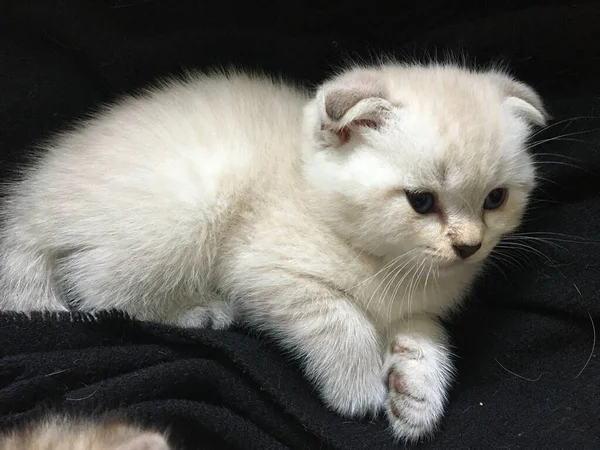 Blanco Escocés Pliegue Gatito — Foto de Stock