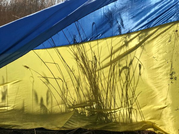 The flag of Ukraine against the background of the field and the sky, through which wheat is seen, as its personification