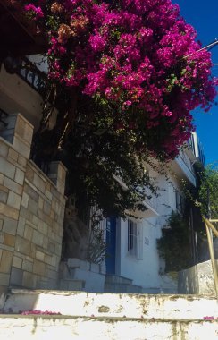 Bougainvillea her yerde yaygındır. Kıvırcık sarmaşıklar ve küresel bougainvillea kompozisyonları neredeyse her yerde görülebilir - bitki gösteriş ve dayanıklılıkla karakterize edilir. 