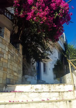 Bougainvillea her yerde yaygındır. Kıvırcık sarmaşıklar ve küresel bougainvillea kompozisyonları neredeyse her yerde görülebilir - bitki gösteriş ve dayanıklılıkla karakterize edilir. 