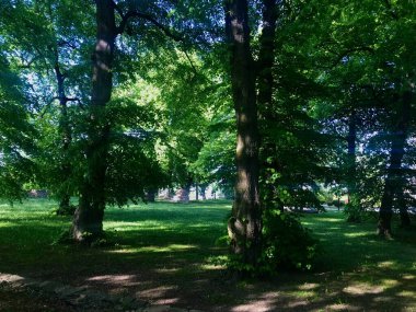 Polonya 'nın Przemysl kentindeki Kazimir parkında yürürken, daha çok gün batımında yaprakların arasından gün ışığı görünen bir orman gibiydi.