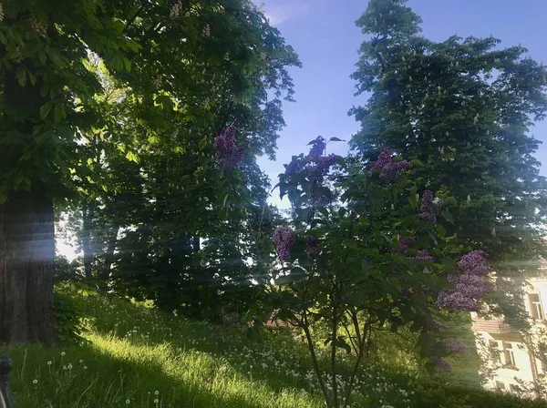 ポーランドのPrzemyslの街Kazimir公園を歩く 葉を通して太陽の光で真昼の森としてもっと見る — ストック写真