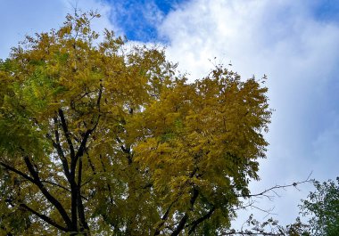 Sonbahar manzarası. Mavi gökyüzüne karşı sarı yapraklı sonbahar ağaçları