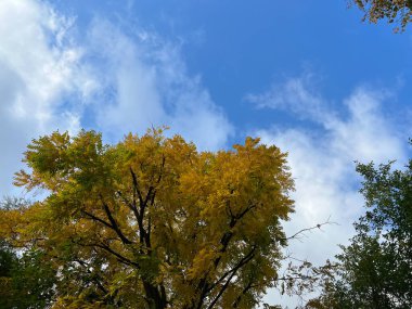 Sonbahar manzarası. Mavi gökyüzüne karşı sarı yapraklı sonbahar ağaçları